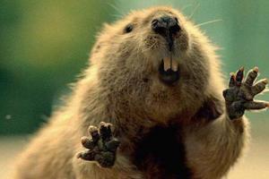 Maana ya ndoto: beaver Kwa nini unaota beavers katika maji safi?