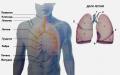 Строение и функции дыхательной системы