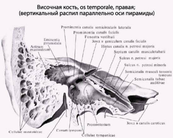 The structure and function of the outer, middle and inner ear